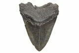 Giant, Fossil Megalodon Tooth - South Carolina #221788-2